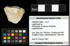 Foto (Objekt + Etiketten) von Lecythocaris sp. 